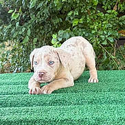 Ghost a rejoint le concours — aidez-le/la à gagner de superbes lots ! puppy, dog, blue_eyes, greenery, artificial_turf, grass, outdoor, young_dog, playful, cute, animal, pet, nature, leafy_background, fur, snout, paws, alert, crouching, small_dog