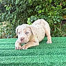 puppy, dog, blue_eyes, greenery, artificial_turf, grass, outdoor, young_dog, playful, cute, animal, pet, nature, leafy_background, fur, snout, paws, alert, crouching, small_dog