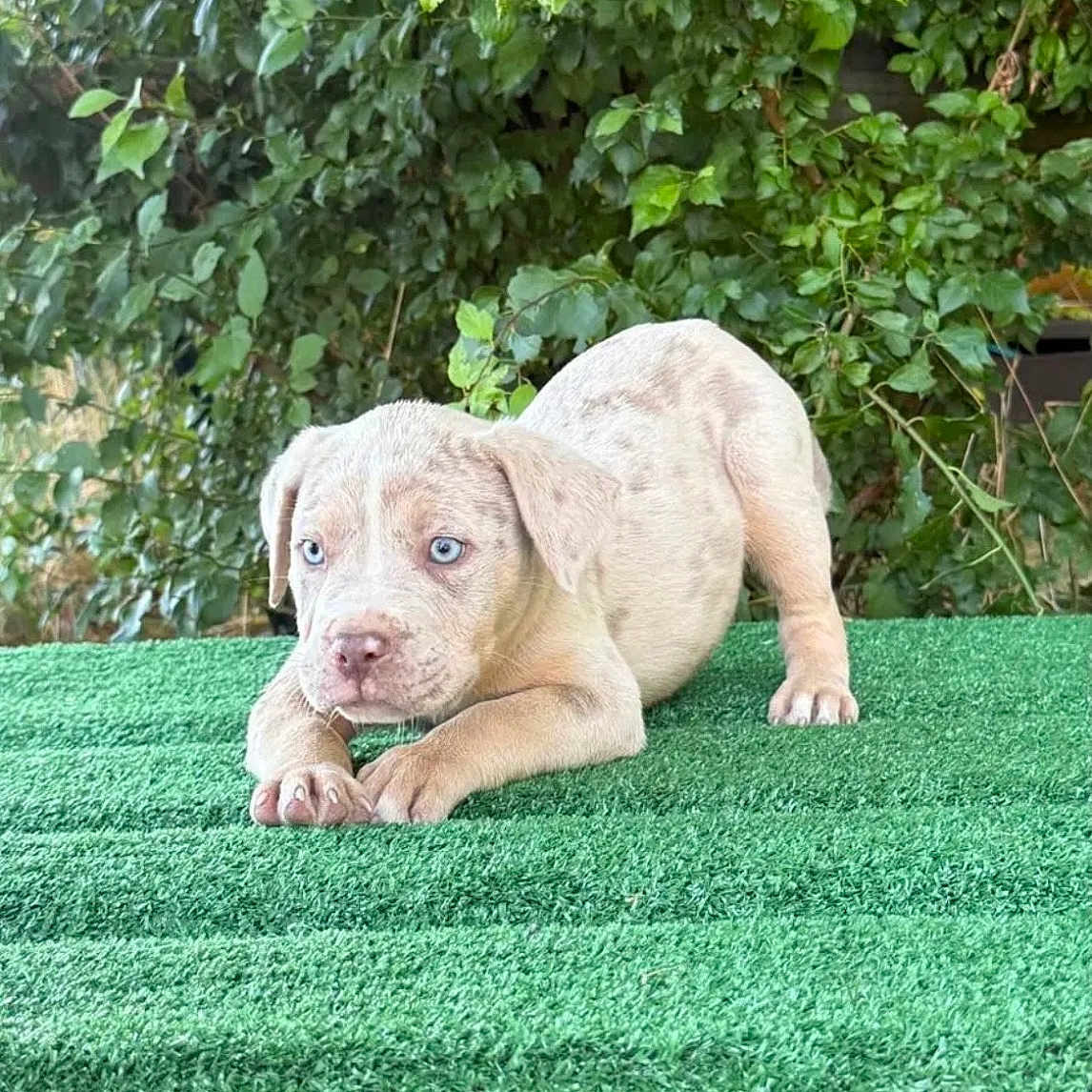 Ghost a rejoint le concours — aidez-le/la à gagner de superbes lots ! puppy, dog, blue_eyes, greenery, artificial_turf, grass, outdoor, young_dog, playful, cute, animal, pet, nature, leafy_background, fur, snout, paws, alert, crouching, small_dog