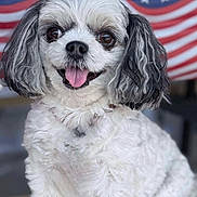 Piper is registered to the contest to win money with this photo: american_flag, animal, close_up, cute, dog, domestic_animal, ears, face, friendly, fur, gray_fur, happy, outdoor, patriotic, pet, portrait, sitting, small_dog, tongue_out, white_fur