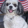 american_flag, animal, close_up, cute, dog, domestic_animal, ears, face, friendly, fur, gray_fur, happy, outdoor, patriotic, pet, portrait, sitting, small_dog, tongue_out, white_fur