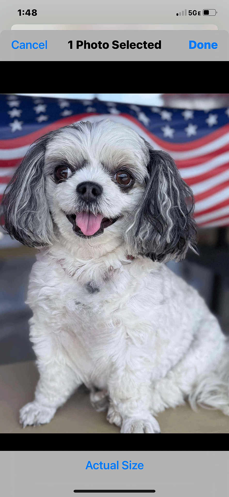 Piper
