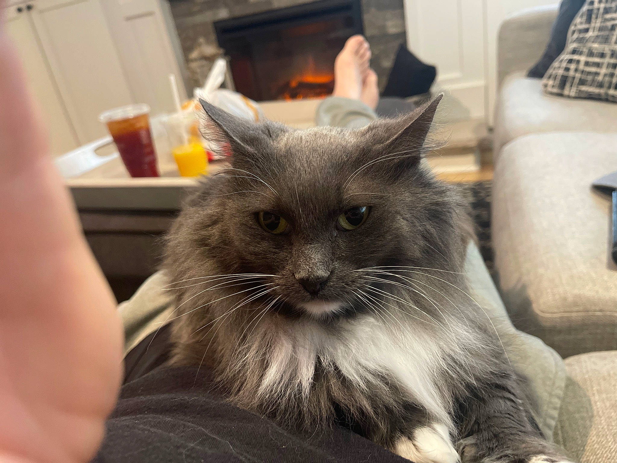 Hope joined the competition — help win amazing prizes! british_longhair, carnivore, cat, claw, comfort, domestic_short_haired_cat, felidae, fur, grey, paw, picture_frame, small_to_medium_sized_cats, snout, terrestrial_animal, whiskers