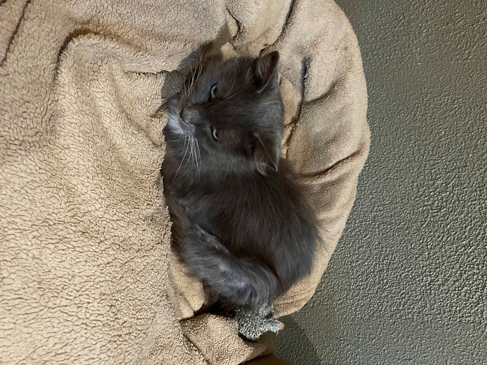 Hope is registered to the contest to win money with this photo: carnivore, cat, claw, comfort, dog_breed, domestic_short_haired_cat, fawn, felidae, foot, fur, grey, mustelidae, paw, pest, rat, rodent, small_to_medium_sized_cats, tail, terrestrial_animal, whiskers