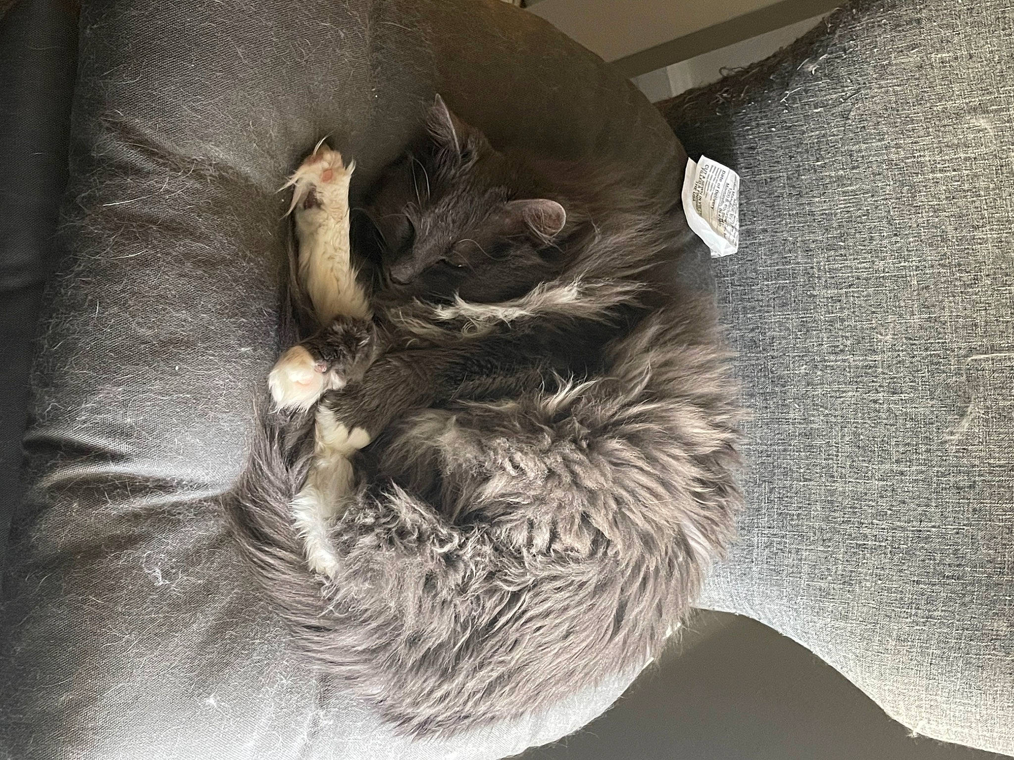 Hope is registered to the contest to win money with this photo: black_cat, carnivore, cat, cat_bed, cat_supply, claw, comfort, dog_breed, domestic_short_haired_cat, felidae, fur, grey, human_leg, nap, paw, small_to_medium_sized_cats, snout, tail, terrestrial_animal, whiskers