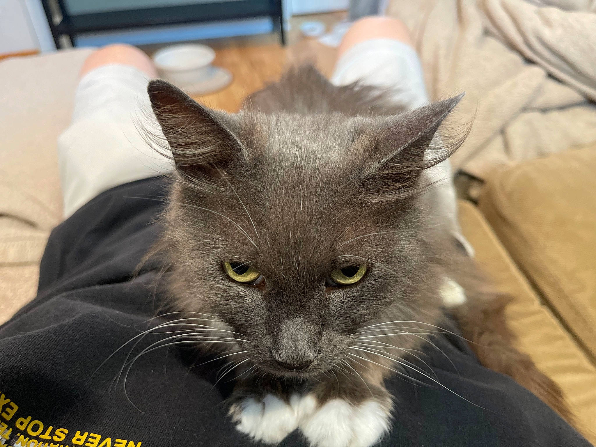 Hope joined the competition — help win amazing prizes! black_cat, carnivore, cat, claw, comfort, computer_keyboard, domestic_short_haired_cat, felidae, fur, grey, russian_blue, small_to_medium_sized_cats, snout, terrestrial_animal, whiskers