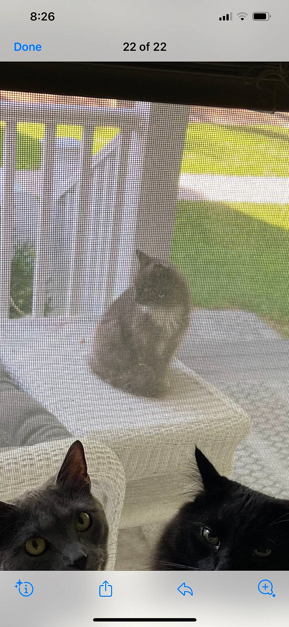 Hope joined the competition — help win amazing prizes! black, carnivore, cat, fawn, felidae, grass, green, grey, light, mammal, mesh, organism, pet_supply, small_to_medium_sized_cats, snapshot, snout, tail, tints_and_shades, vertebrate, whiskers