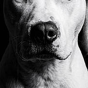 Tess a rejoint le concours — aidez-le/la à gagner de superbes lots ! dog, portrait, black_and_white, animal, close_up, canine, fur, face, eyes, studio_lighting, monochrome, pet, muzzle, expression, looking_at_camera, isolated, background_black, texture, intense, animal_portrait