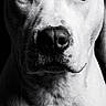 dog, portrait, black_and_white, animal, close_up, canine, fur, face, eyes, studio_lighting, monochrome, pet, muzzle, expression, looking_at_camera, isolated, background_black, texture, intense, animal_portrait