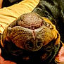 Zena is registered to the contest to win money with this photo: animal, black_fur, blanket, brown_fur, canine, close_up, cozy, dog, face, fur, hand, indoor, lying_down, mouth, nose, pet, relaxed, resting, sleepy, upside_down