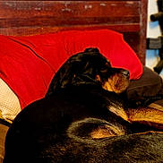 Zena joined the competition — help win amazing prizes! animal, bed, black, blanket, brown, canine, comfort, cozy, dog, fur, home, indoor, mammal, pet, pillow, relaxed, resting, rottweiler, sleeping, wooden_headboard