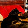 animal, bed, black, blanket, brown, canine, comfort, cozy, dog, fur, home, indoor, mammal, pet, pillow, relaxed, resting, rottweiler, sleeping, wooden_headboard