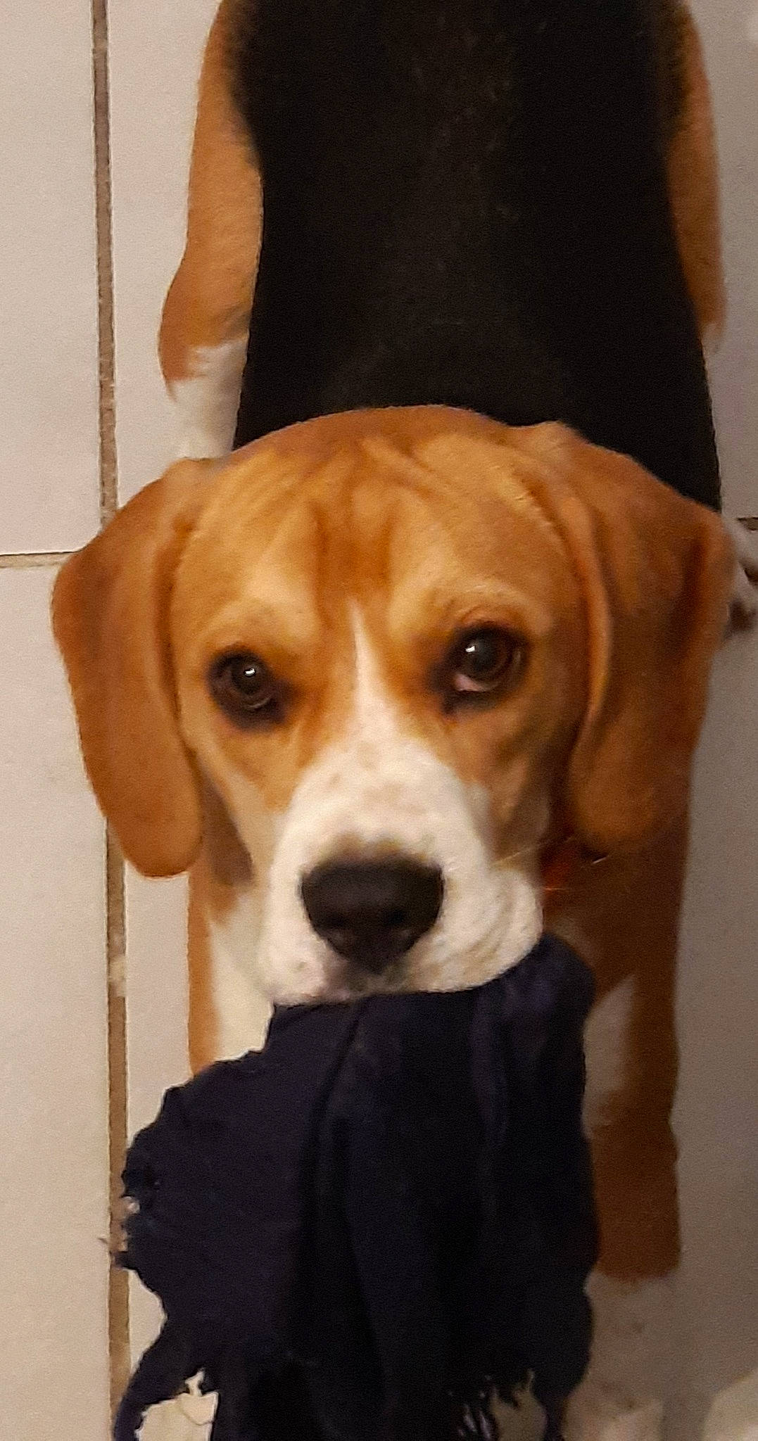 Pokett a rejoint le concours — aidez-le/la à gagner de superbes lots ! beagle, beaglier, beige, canidae, carnivore, companion_dog, dog, dog_breed, fawn, hound, liver, mammal, pet_supply, scent_hound, snout, sporting_group, tan, vertebrate, whiskers, working_animal