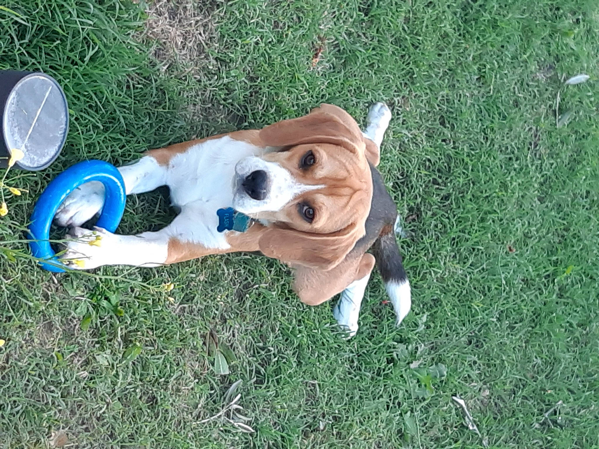 Pokett a rejoint le concours — aidez-le/la à gagner de superbes lots ! beagle, beaglier, canidae, carnivore, circle, collar, companion_dog, dog, dog_breed, dog_clothes, dog_collar, dog_supply, fawn, flying_disc, grass, pet_supply, snout, sporting_group, tail, working_animal