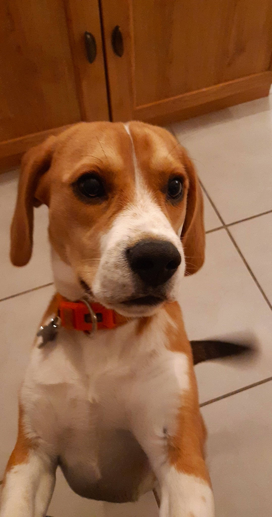 Pokett participe au concours pour gagner de l'argent avec cette photo : beagle, beaglier, beige, brown, canidae, carnivore, collar, companion_dog, dog, dog_breed, fawn, floor, hound, liver, mammal, scent_hound, snout, tan, tile, vertebrate