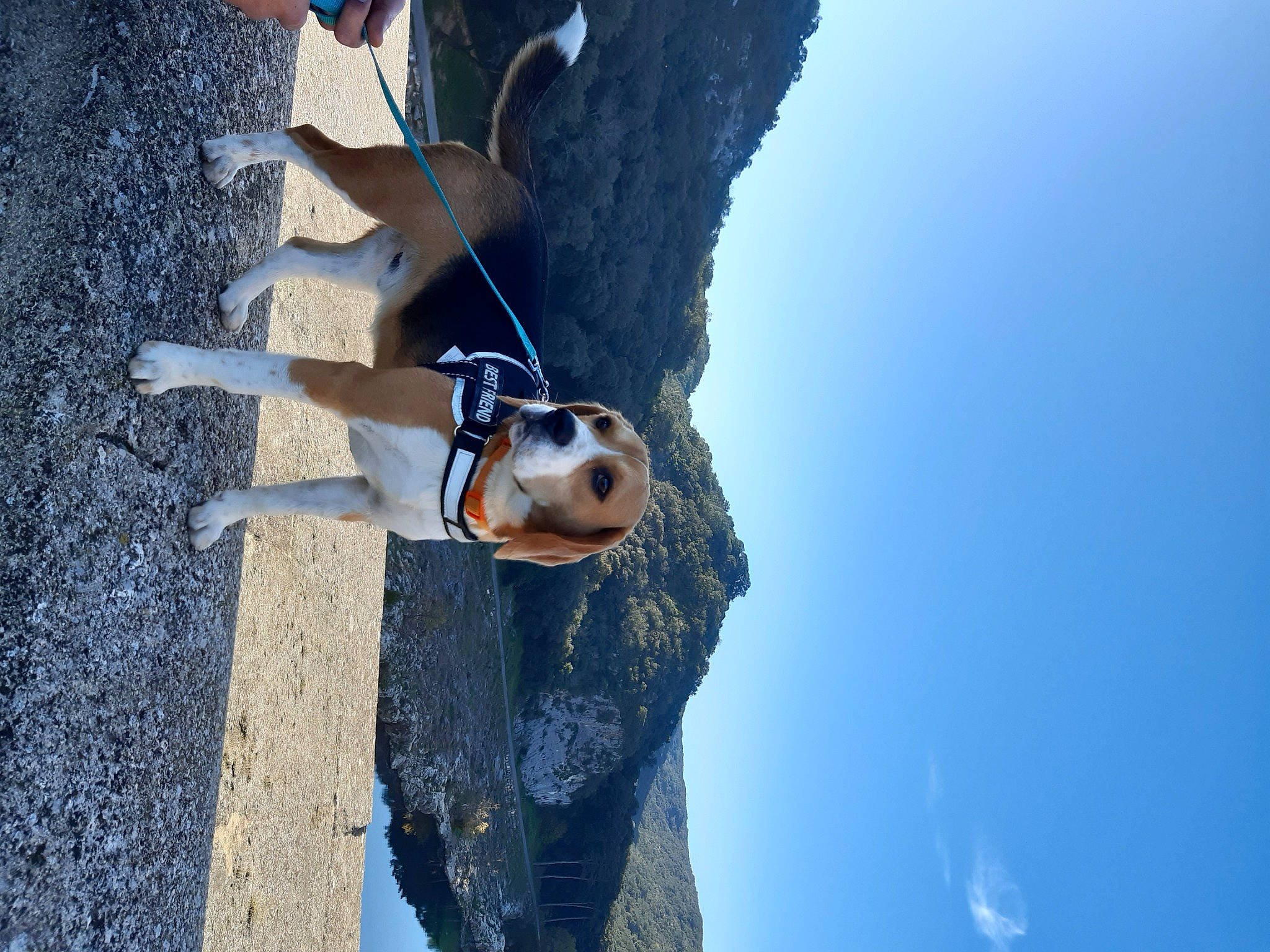 Pokett a rejoint le concours — aidez-le/la à gagner de superbes lots ! azure, blue, canidae, carnivore, collar, companion_dog, dog, dog_breed, dog_collar, dog_supply, leash, mammal, pet_supply, shadow, snout, sporting_group, summer, sunlight, vertebrate, working_animal