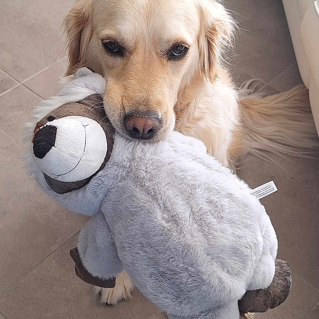 Pheobe
