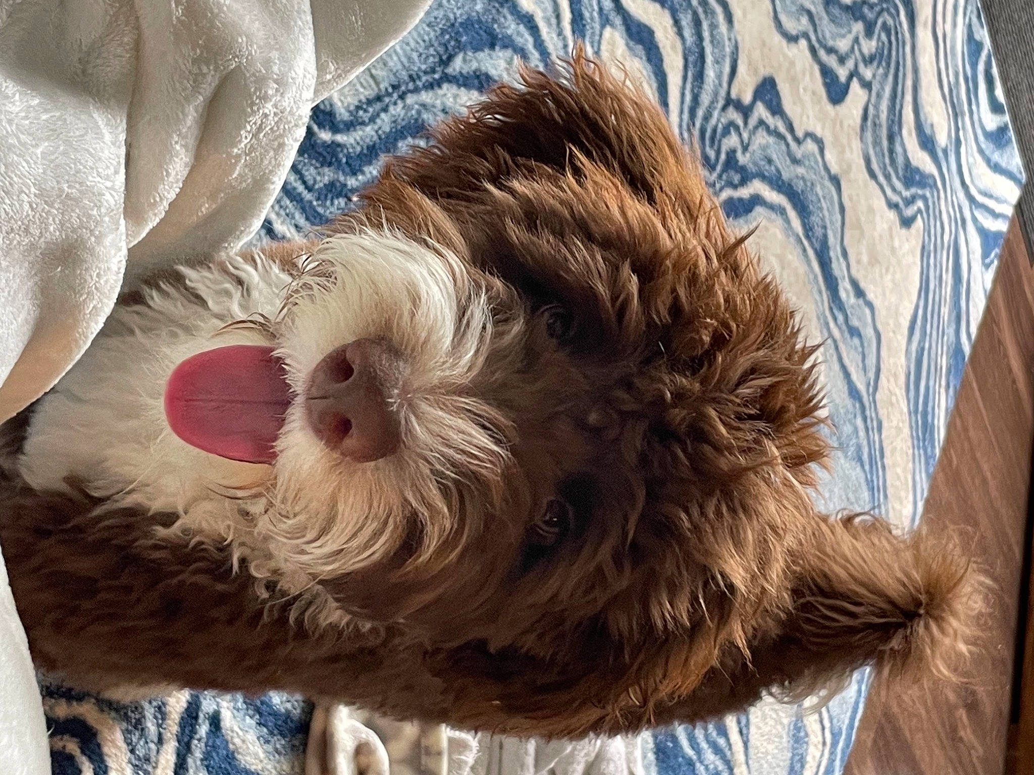 Charlie joined the competition — help win amazing prizes! beak, bird, carnivore, companion_dog, dog_breed, dress, fawn, feather, felidae, liver, owl, plant, small_to_medium_sized_cats, snout, stuffed_toy, textile, toy, tree, whiskers, wood