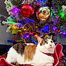cat, calico_cat, pet, christmas_tree, ornaments, christmas_lights, festive, holiday, red_basket, collar, green_eyes, white_fur, orange_fur, gray_fur, indoor, cozy, portrait, colorful_lighting, reflection, sitting