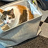 Toksi joined the competition — help win amazing prizes! cat, calico_cat, pet, animal, feline, striped_basket, basket, sitting, indoors, home, floor, rug, vacuum_hose, household, storage, white_fur, orange_fur, black_fur, green_eyes, portrait