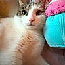Toksi is registered to the contest to win money with this photo: cat, pet, animal, feline, white_fur, tabby, green_eyes, portrait, close_up, indoors, bed, blanket, pillows, plush_toy, colorful, relaxed, lying_down, whiskers, pink, turquoise