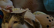 Toksi is registered to the contest to win money with this photo: cats, cat, felines, pet, animal, two_cats, tabby, white_fur, gray_fur, green_eyes, whiskers, indoor, bed, blanket, plush_toys, stuffed_animals, cuddling, sitting, portrait, low_light