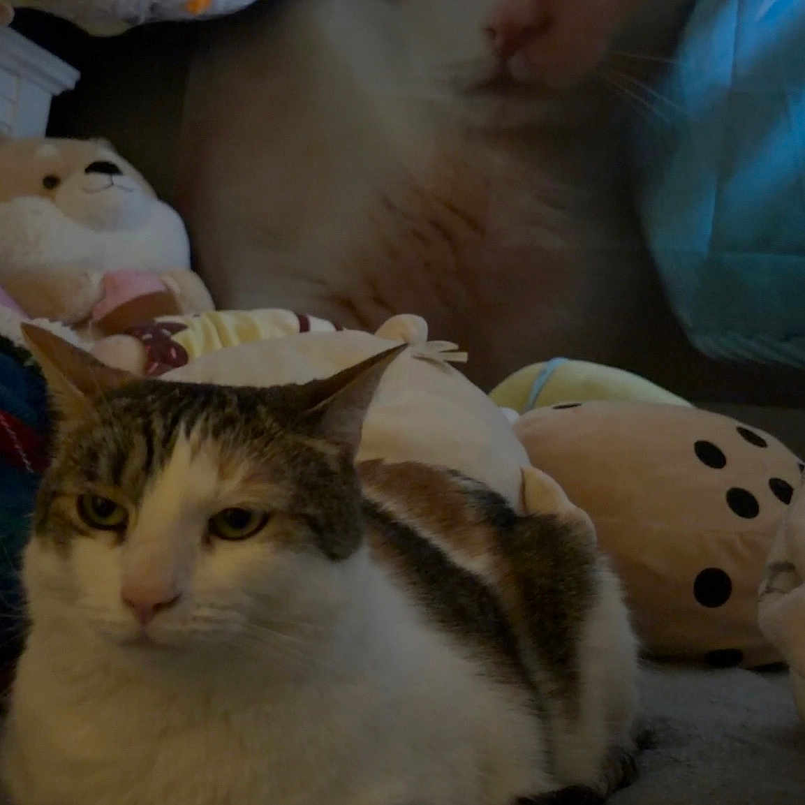 Toksi is registered to the contest to win money with this photo: cats, cat, felines, pet, animal, two_cats, tabby, white_fur, gray_fur, green_eyes, whiskers, indoor, bed, blanket, plush_toys, stuffed_animals, cuddling, sitting, portrait, low_light