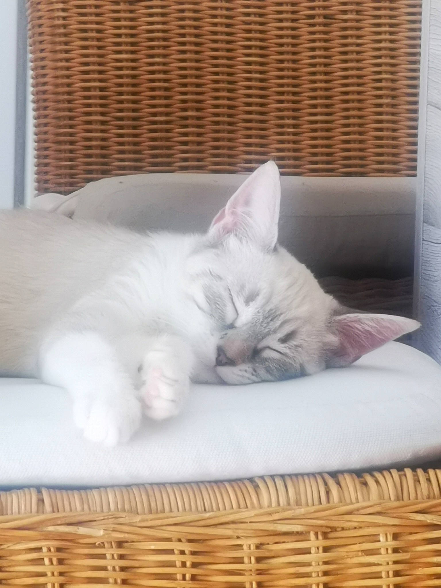 Cora participe au concours pour gagner de l'argent avec cette photo : asian, british_shorthair, burmilla, carnivore, cat, felidae, fur, khao_manee, kitten, nap, persian, ragdoll, small_to_medium_sized_cats, turkish_angora, whiskers, wicker