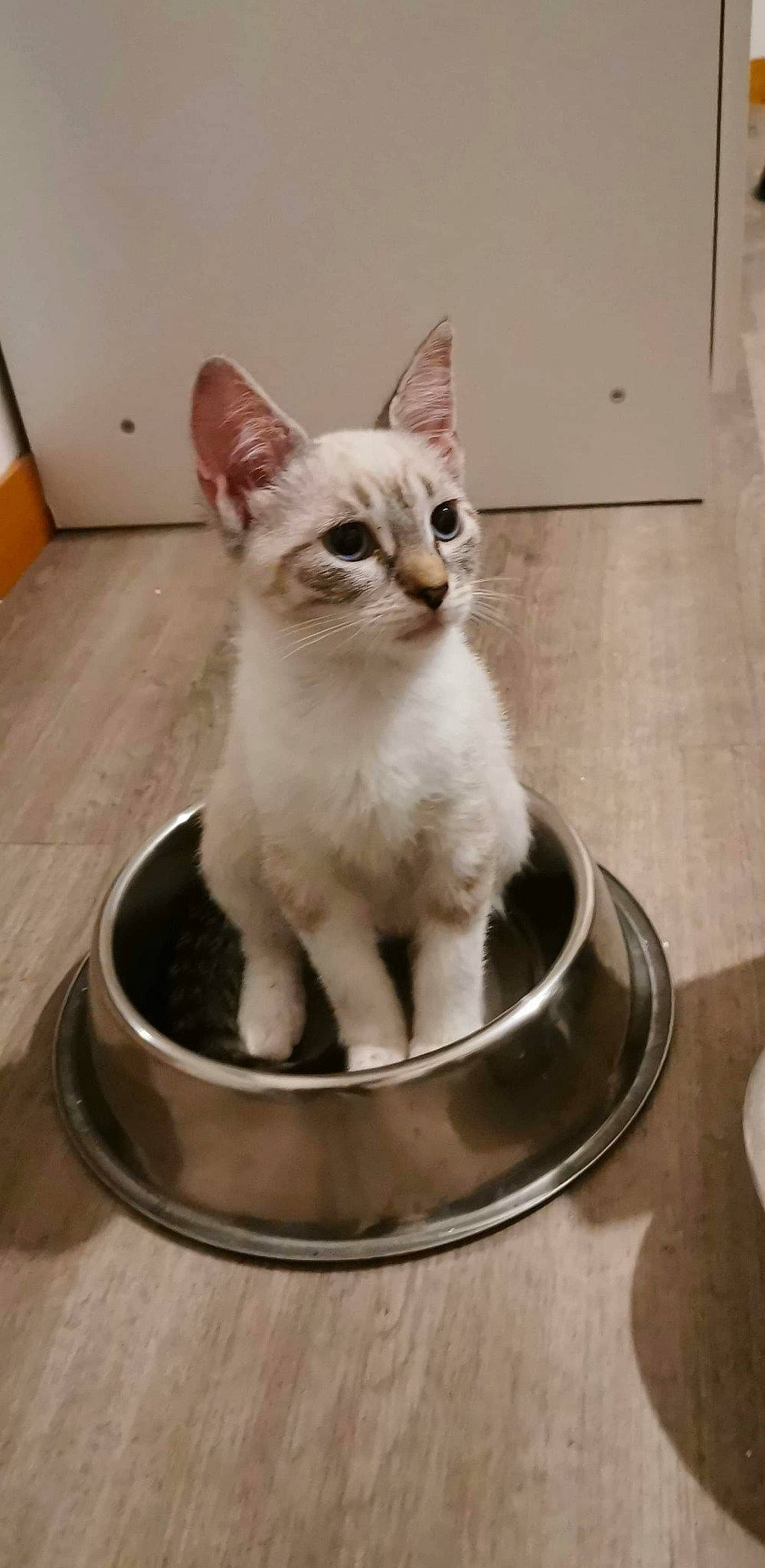 Cora participe au concours pour gagner de l'argent avec cette photo : arabian_mau, asian, balinese, burmilla, carnivore, cat, domestic_short_haired_cat, fawn, felidae, javanese, kitten, mammal, singapura, small_to_medium_sized_cats, thai, tonkinese, vertebrate, whiskers