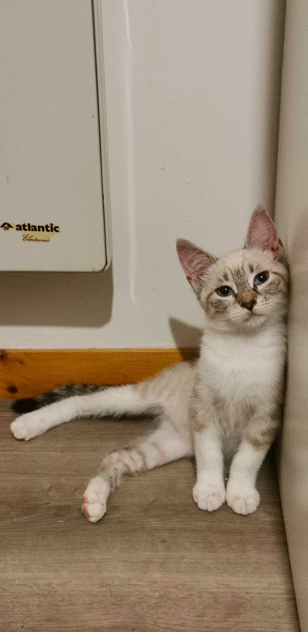 Cora participe au concours pour gagner de l'argent avec cette photo : aegean_cat, american_wirehair, asian, carnivore, cat, domestic_short_haired_cat, ear, european_shorthair, fawn, felidae, kitten, mammal, ojos_azules, paw, polydactyl_cat, small_to_medium_sized_cats, tail, vertebrate, whiskers