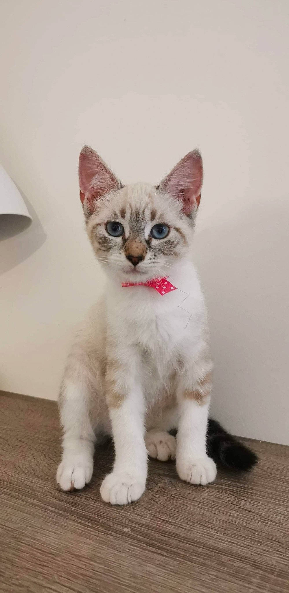 Cora participe au concours pour gagner de l'argent avec cette photo : aegean_cat, american_wirehair, arabian_mau, asian, burmilla, carnivore, cat, domestic_short_haired_cat, european_shorthair, eye, felidae, kitten, mammal, ojos_azules, polydactyl_cat, ragdoll, small_to_medium_sized_cats, tail, vertebrate, whiskers