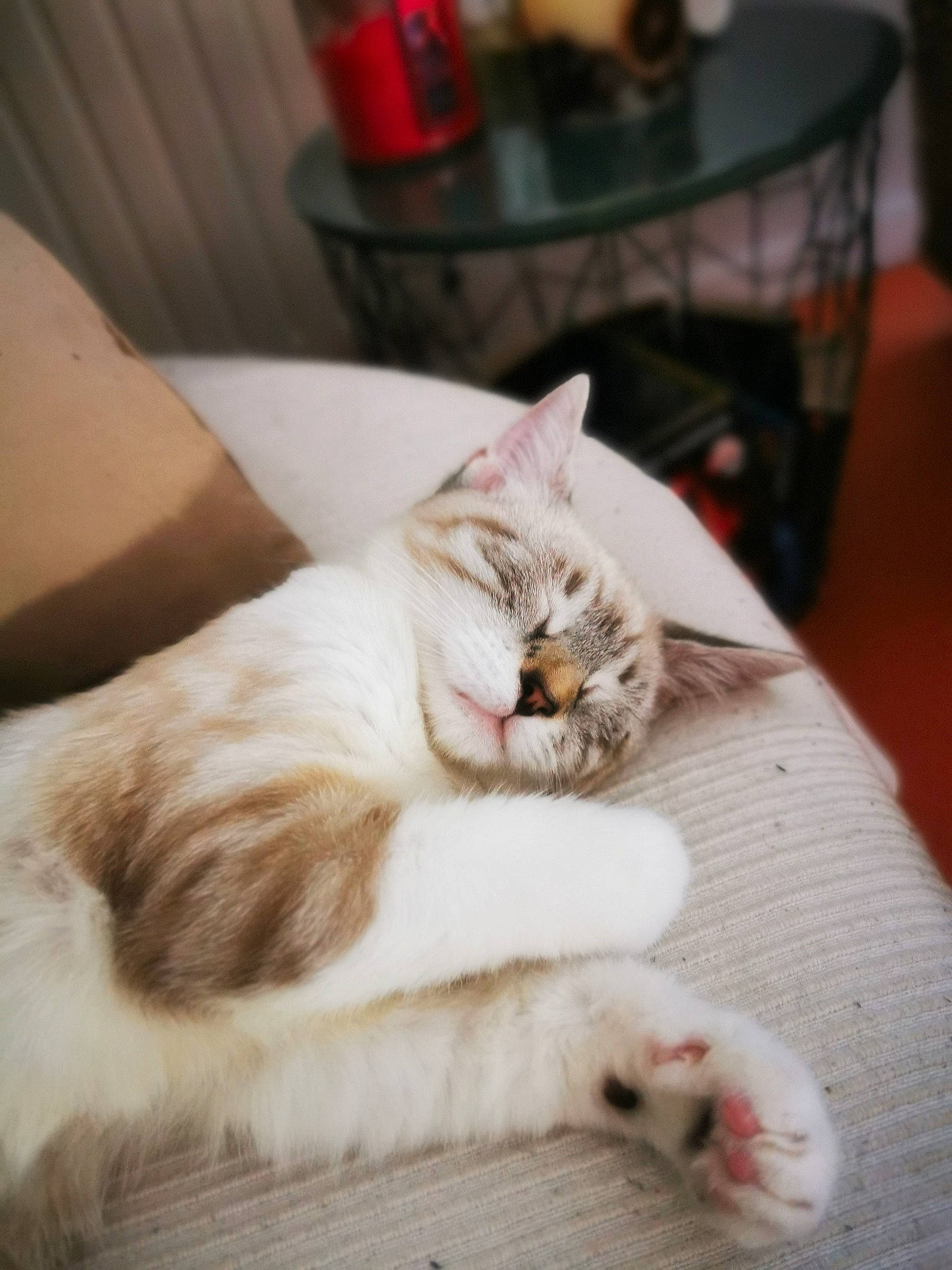 Cora a rejoint le concours — aidez-le/la à gagner de superbes lots ! aegean_cat, asian, carnivore, cat, domestic_long_haired_cat, ear, fawn, felidae, fur, kitten, mammal, nap, norwegian_forest_cat, paw, polydactyl_cat, small_to_medium_sized_cats, tail, turkish_angora, turkish_van, whiskers