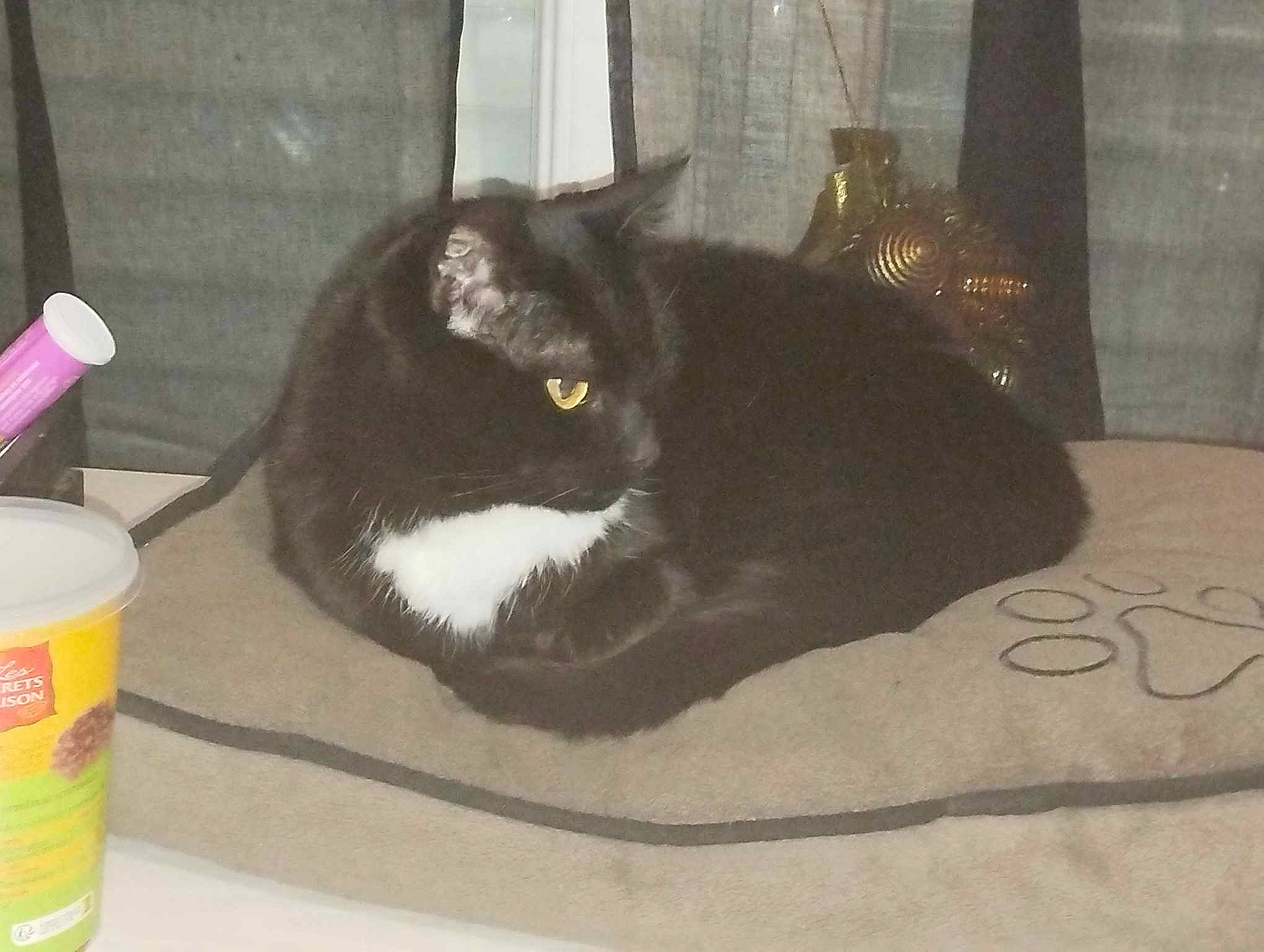 Madhi participe au concours pour gagner de l'argent avec cette photo : black_cat, box, carnivore, cat, cat_supply, comfort, curtain, domestic_short_haired_cat, felidae, fur, packaging_and_labeling, pet_supply, plastic, room, small_to_medium_sized_cats, tail, whiskers, window