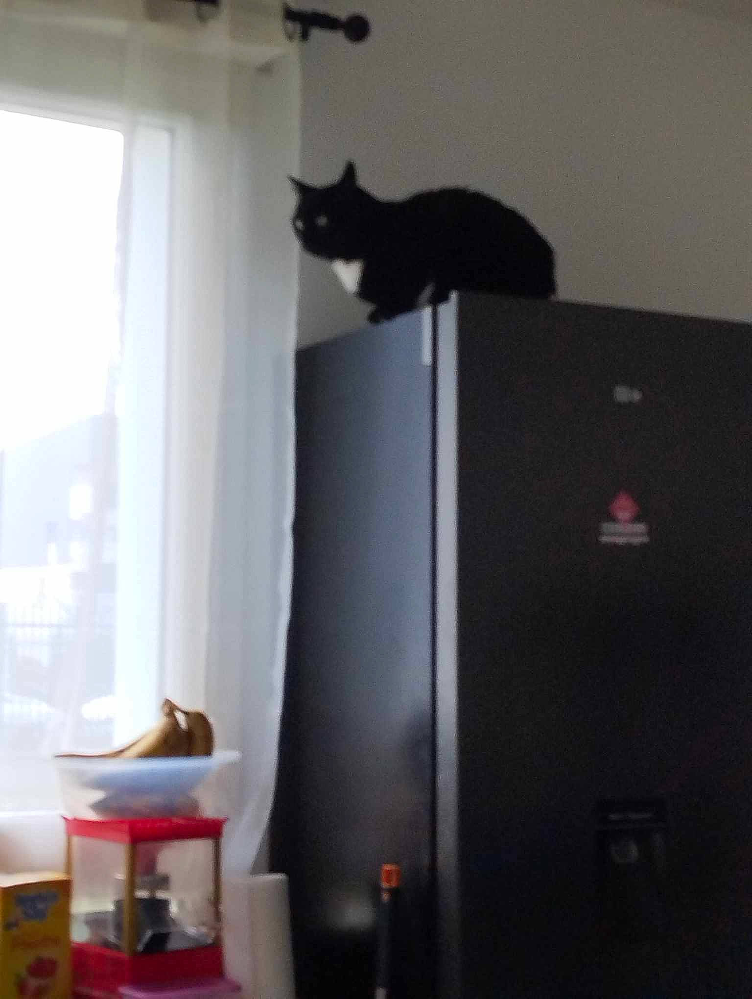 Madhi participe au concours pour gagner de l'argent avec cette photo : carnivore, cat, cat_supply, ceiling, curtain, domestic_short_haired_cat, door, felidae, flooring, grey, hardwood, home_door, room, shade, small_to_medium_sized_cats, tail, whiskers, window, window_covering, wood