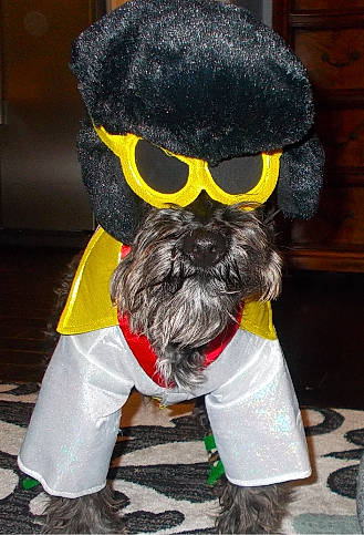 Louie joined the competition — help win amazing prizes! canidae, carnivore, collar, companion_dog, costume, dog, dog_breed, dog_clothes, dog_supply, eyewear, fur, glasses, mammal, outerwear, pet_supply, snout, sporting_group, sunglasses, toy_dog, working_animal