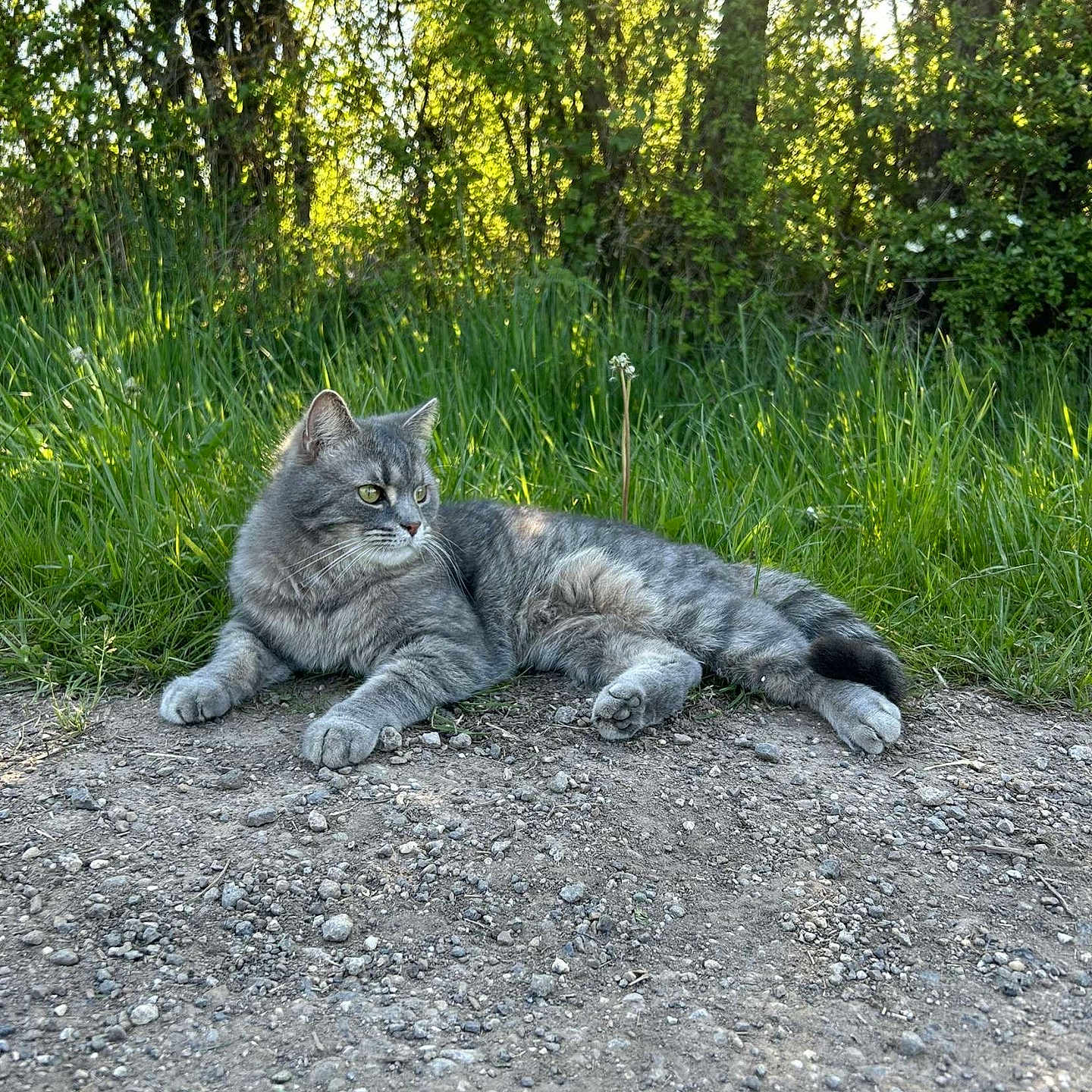 Popo participe au concours pour gagner de l'argent avec cette photo : animal, face, grass, green, grove, head, jungle, land, nature, outdoors, person, photography, plant, portrait, rock, sky, soil, tree, vegetation, woodland