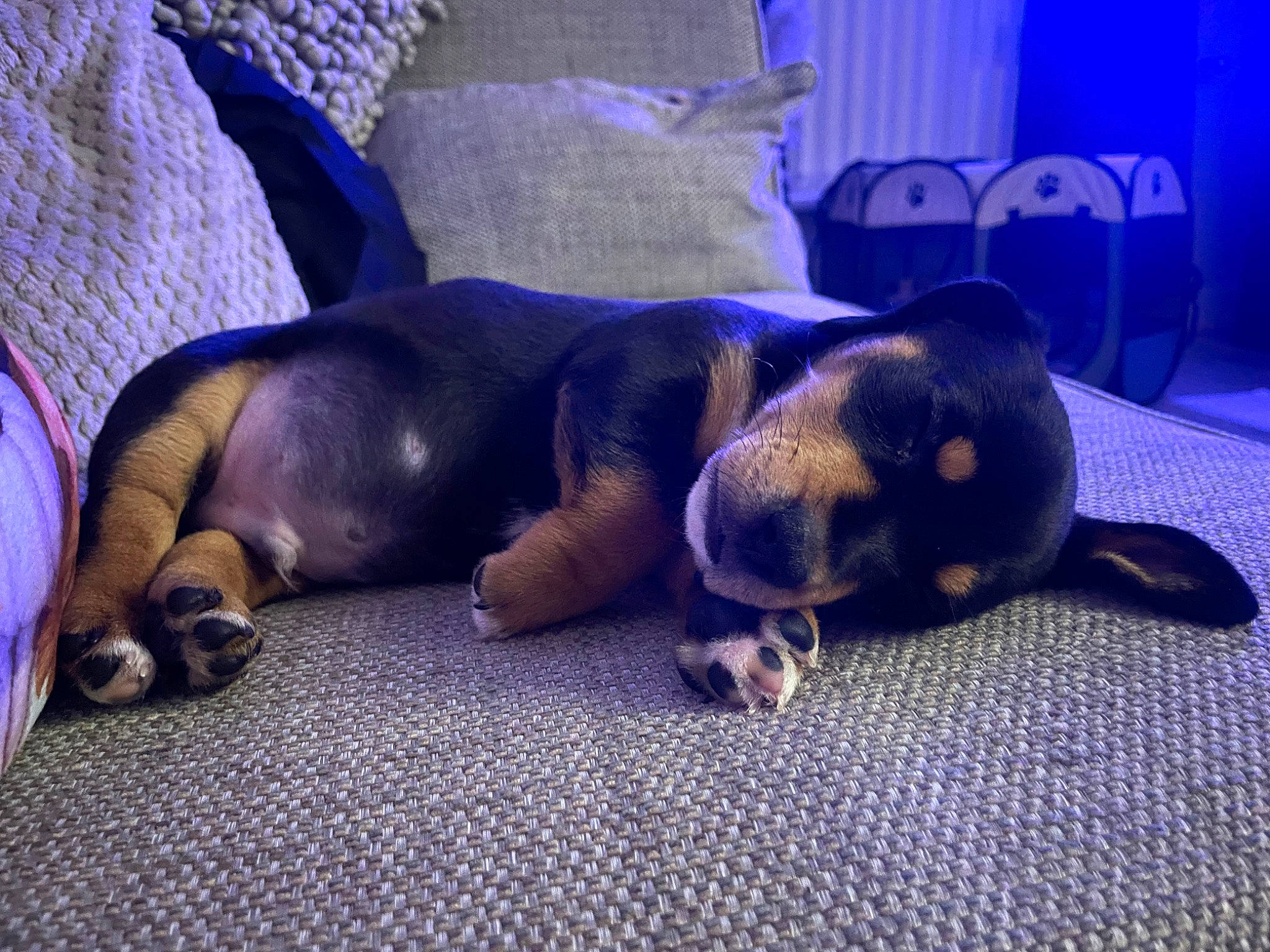 Dash joined the competition — help win amazing prizes! blue, canidae, carnivore, comfort, companion_dog, curtain, dog, dog_breed, electric_blue, fawn, fur, guard_dog, hound, nap, paw, purple, scent_hound, sporting_group, tail, whiskers