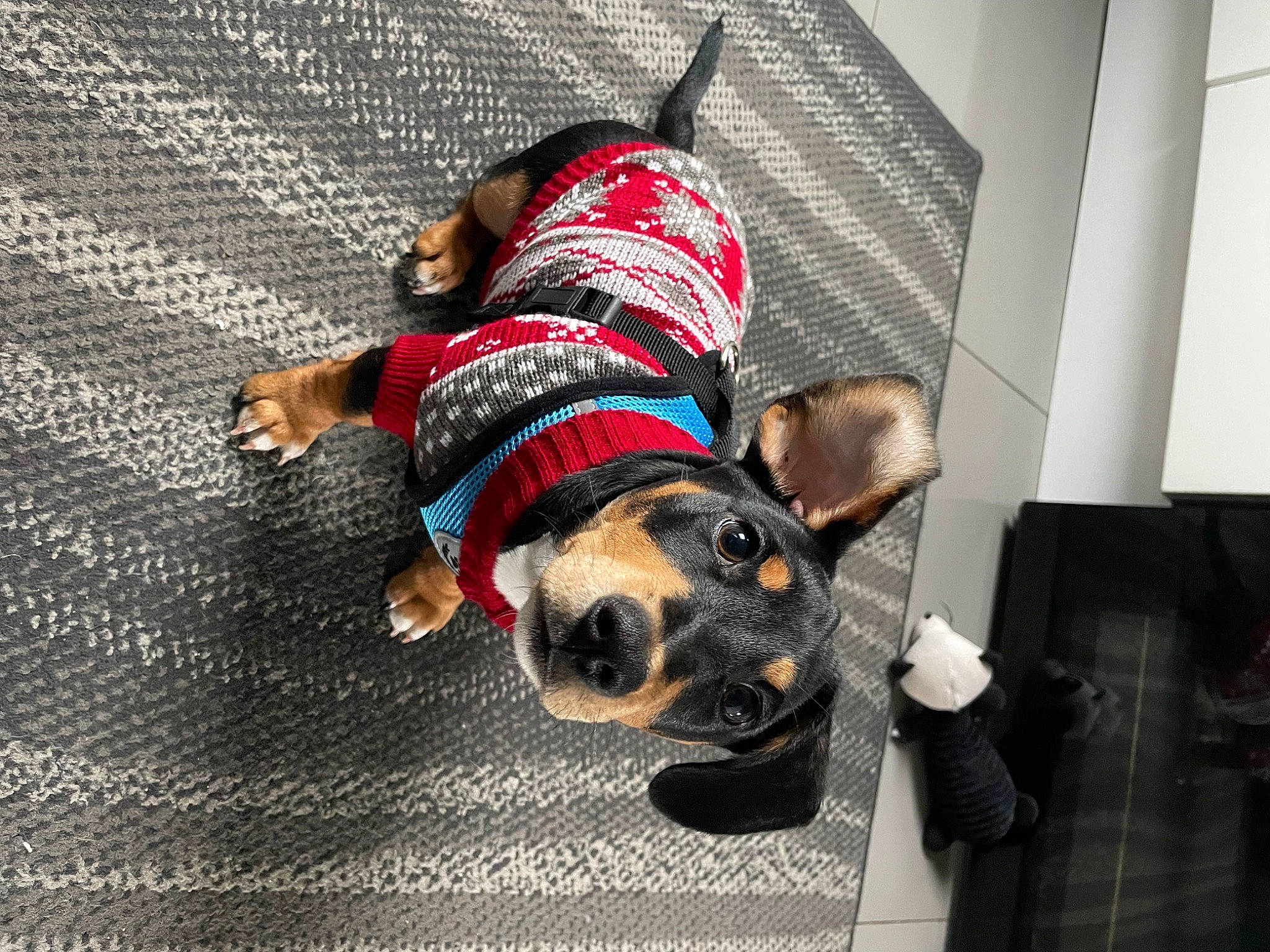 Dash joined the competition — help win amazing prizes! carnivore, collar, comfort, companion_dog, dog, dog_breed, dog_clothes, dog_collar, dog_supply, fashion_accessory, fawn, flooring, fur, hat, leash, linens, pet_supply, snout, sporting_group, working_animal