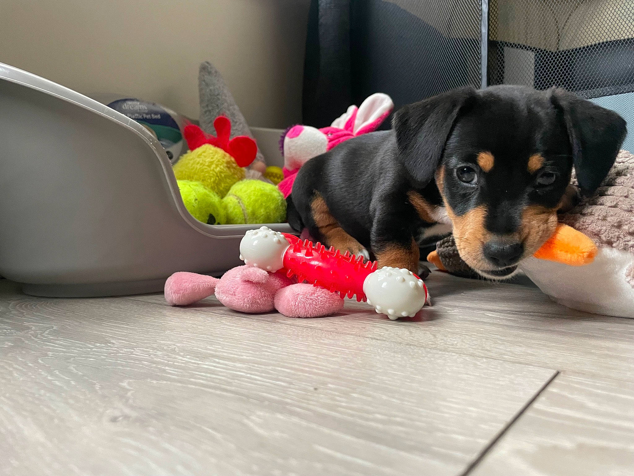 Dash is registered to the contest to win money with this photo: ball, carnivore, comfort, companion_dog, dog, dog_breed, dog_supply, dog_toy, food, ingredient, paw, recipe, snout, sporting_group, stuffed_toy, tableware, tennis_ball, toy, toy_dog, working_animal