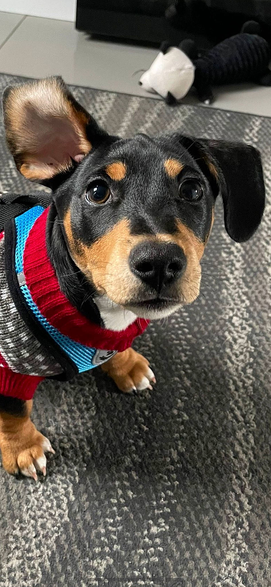 Dash joined the competition — help win amazing prizes! canidae, carnivore, collar, companion_dog, dog, dog_breed, dog_clothes, dog_collar, dog_supply, fashion_accessory, fawn, fur, guard_dog, leash, pet_supply, snout, sporting_group, whiskers, working_animal, working_dog