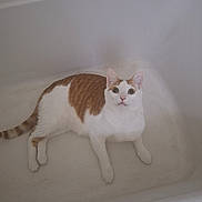 Jasper joined the competition — help win amazing prizes! cat, orange_and_white, bathtub, indoor, pet, animal, curious, wide_eyes, feline, sitting, looking_up, white_background, domestic, fur, tail, paws, whiskers, ears, quiet, still