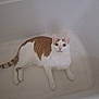cat, orange_and_white, bathtub, indoor, pet, animal, curious, wide_eyes, feline, sitting, looking_up, white_background, domestic, fur, tail, paws, whiskers, ears, quiet, still