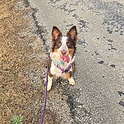 Derby joined the competition — help win amazing prizes! animal, brown_and_white, canine, companion, cute, daylight, dog, ears_up, grass, happy, leash, nature, outdoor, pavement, pet, playful, purple_harness, sitting, tongue_out, walking