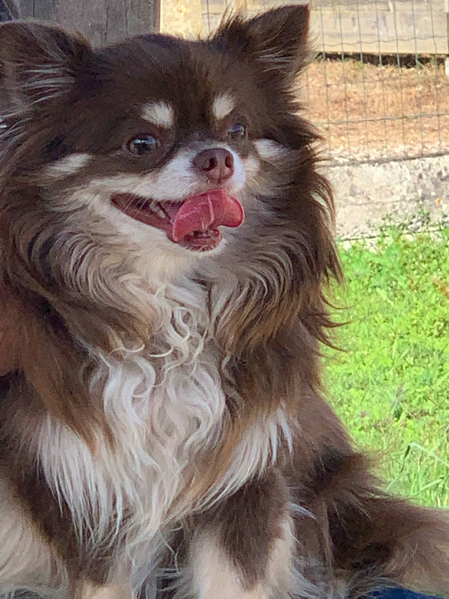 Jeepsy a rejoint le concours — aidez-le/la à gagner de superbes lots ! canidae, carnivore, chihuahua, companion_dog, dog, dog_breed, fawn, liver, mammal, papillon, pomeranian, rare_breed_dog, snout, sporting_group, vertebrate, whiskers