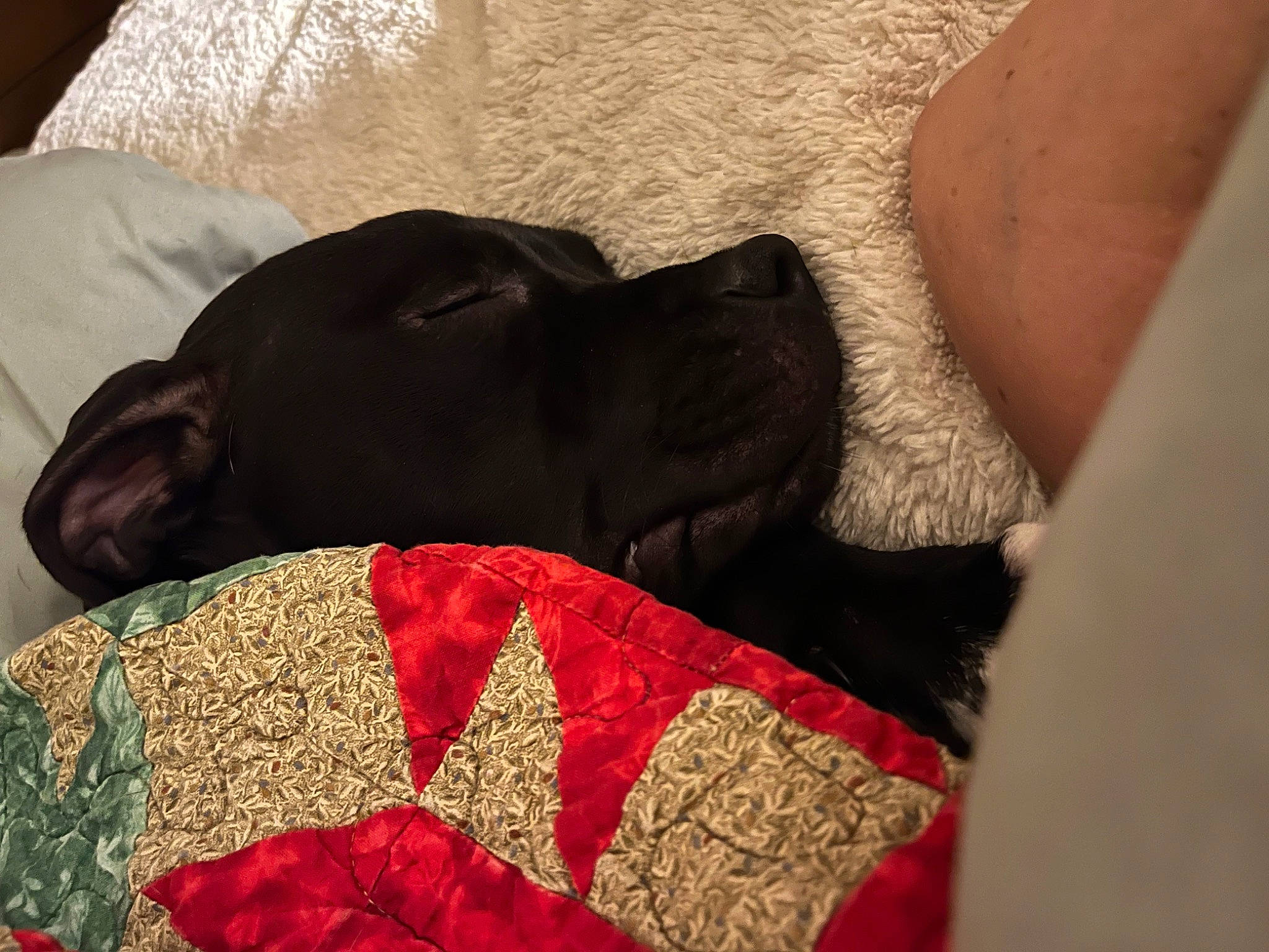 Ali joined the competition — help win amazing prizes! borador, carmine, carnivore, collar, comfort, companion_dog, dog, dog_breed, dog_supply, fashion_accessory, fawn, fur, linens, liver, pattern, pet_supply, sleeve, snout, sporting_group, working_animal