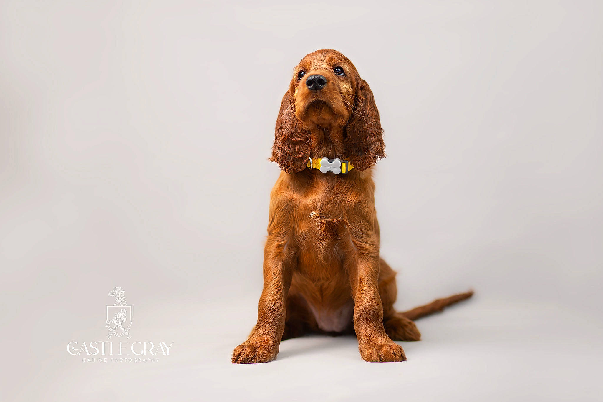 Hennessy joined the competition — help win amazing prizes! ancient_dog_breeds, canidae, carnivore, companion_dog, dog, dog_breed, fawn, fur, gun_dog, hunting_dog, liver, metal, snout, sporting_group, terrestrial_animal, working_animal