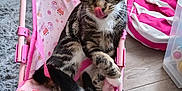 Lucy Cat is registered to the contest to win money with this photo: cat, kitten, tabby, pet, indoor, pink, chair, peppa_pig, furniture, floor, wood_floor, beanbag, striped, tongue_out, cute, animal, playful, cozy, home, fur