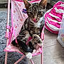 cat, kitten, tabby, pet, indoor, pink, chair, peppa_pig, furniture, floor, wood_floor, beanbag, striped, tongue_out, cute, animal, playful, cozy, home, fur