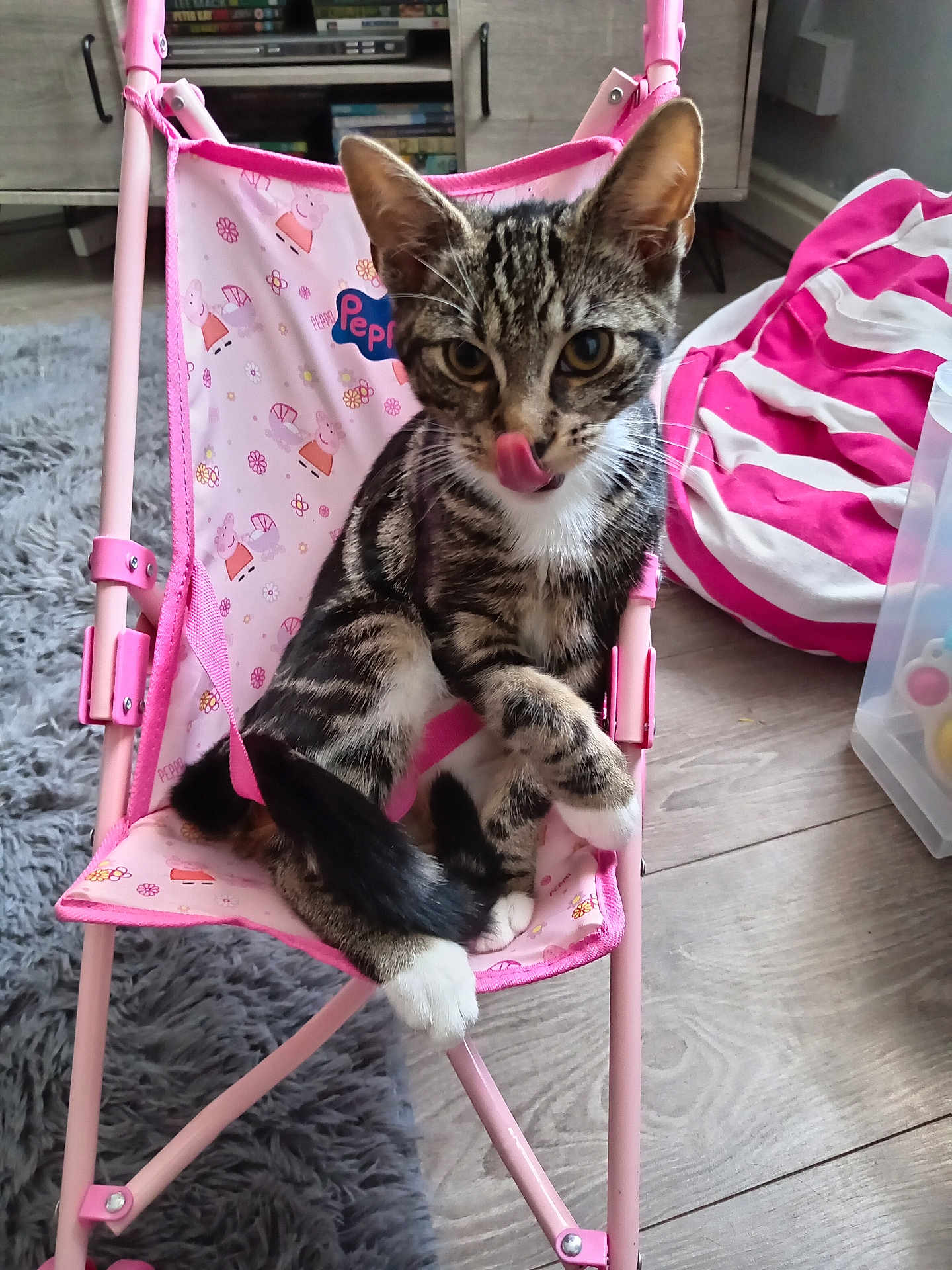 Lucy Cat is registered to the contest to win money with this photo: cat, kitten, tabby, pet, indoor, pink, chair, peppa_pig, furniture, floor, wood_floor, beanbag, striped, tongue_out, cute, animal, playful, cozy, home, fur
