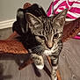 Lucy Cat joined the competition — help win amazing prizes! cat, tabby_cat, pet, feline, leather_stool, wooden_floor, indoor, whiskers, paws, striped_fur, curious, relaxed, fur, animal, mammal, domestic_cat, home, furniture, pink_stripes, cozy